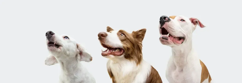 chiens moyen et gros
