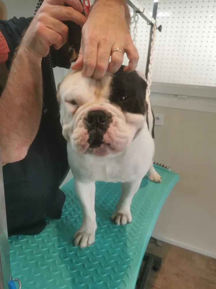 Lavage chien à Rouillac