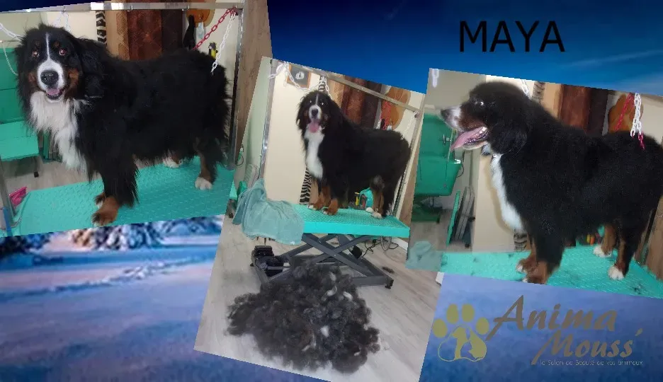 grooming station