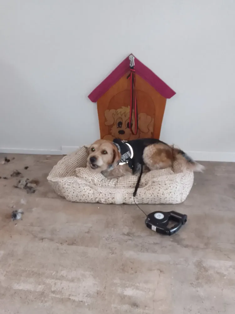 nettoyage chien